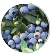Bilberry Extract