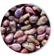 Grape Seed Extract