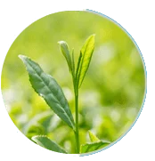 Green Tea Extract